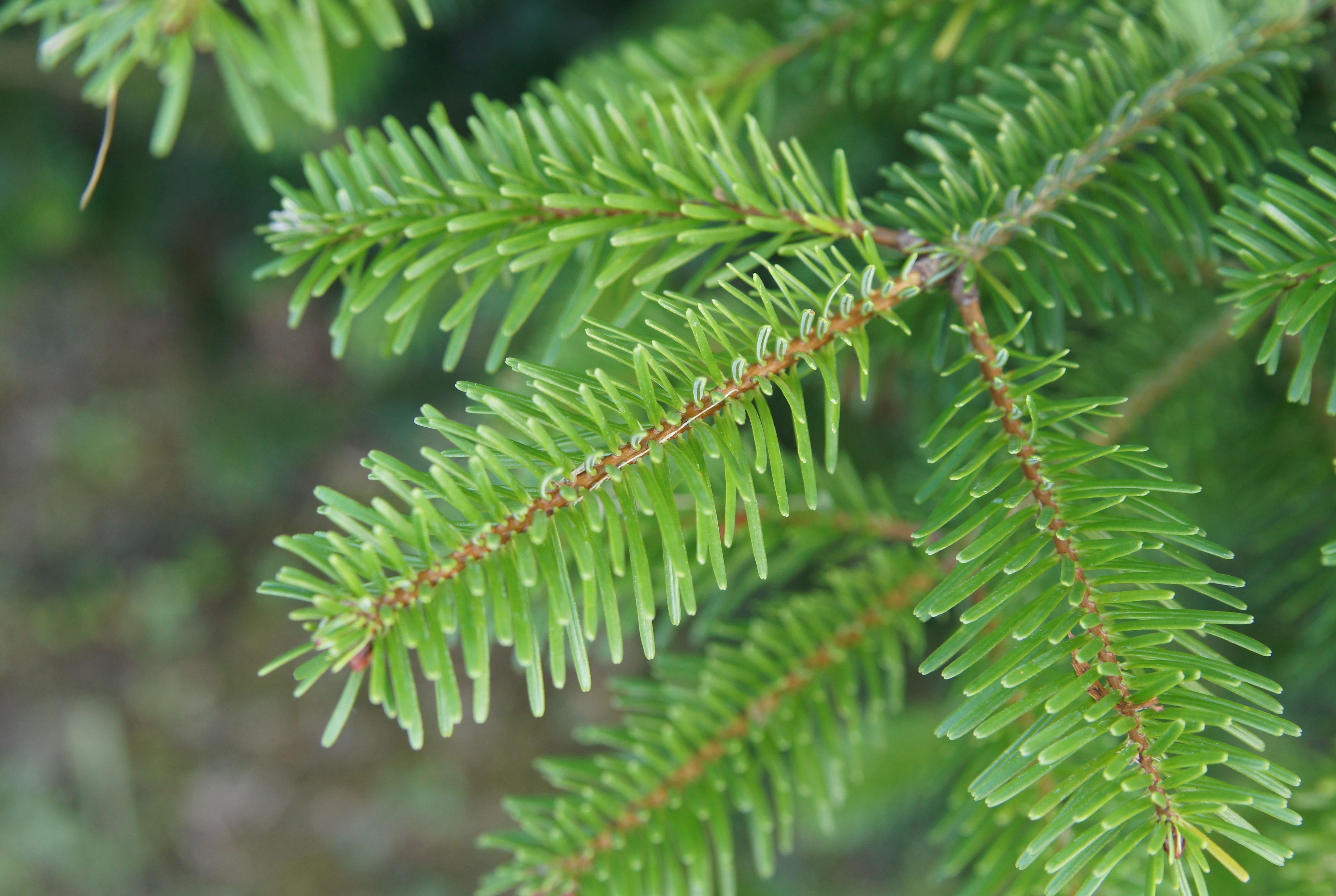 Nordmann fir