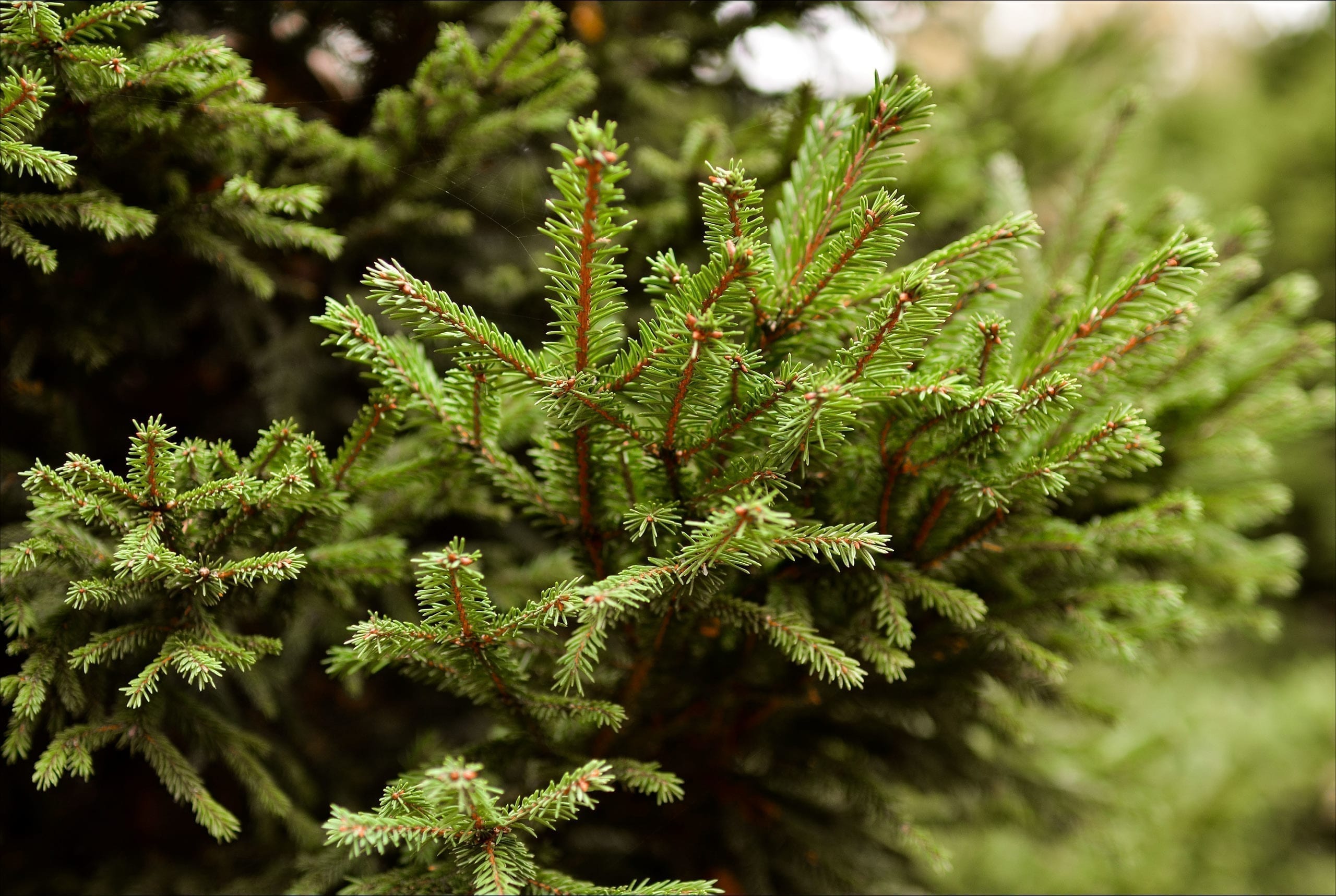 Norway spruce